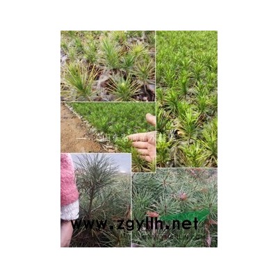 白皮松小苗、华山松小苗、美国蓝杉小苗、预定圣诞树小苗