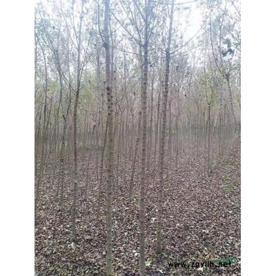 河南周口供应国槐3~10公分