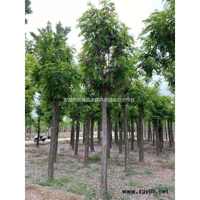 平头三四年头的18公分国槐、19公分一*国槐、20公分一*国槐、..