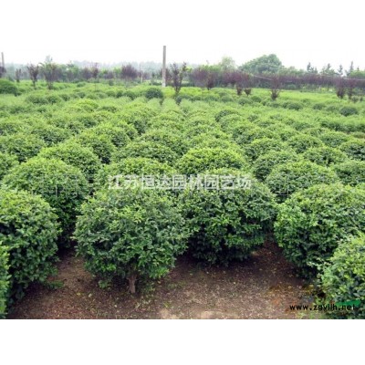 栾树 黄山栾树苗木