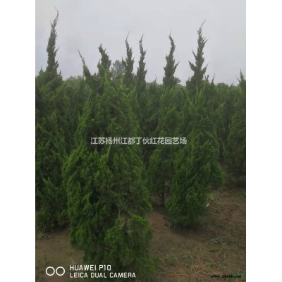 江苏扬州江都13公分14公分15公分16公分17公分18公分19公分栾树价格哪里好/哪家便宜