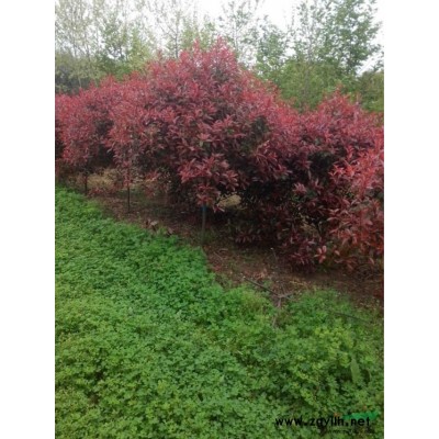 国槐报价/安徽国槐报价