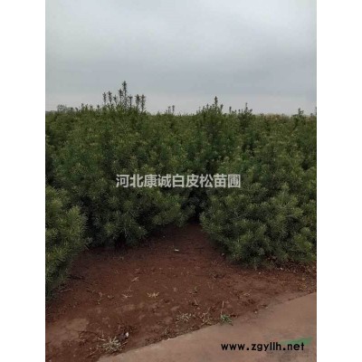 石家庄出售四米优质白皮松