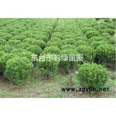 江苏地区 胸径3公分以上 国槐