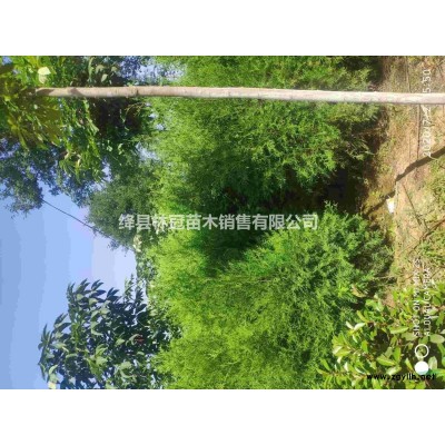 白皮松，，6米左右白皮松，白皮松价格