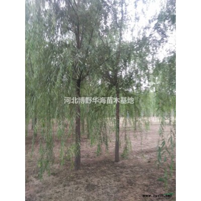 保定*苗圃供应优质白皮松