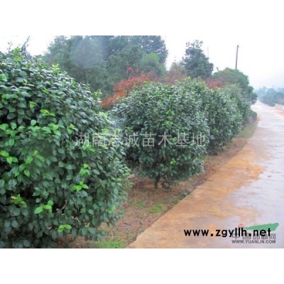 黄山栾树，湖南黄山栾树，黄山栾树价格，栾树，黄山栾树小苗