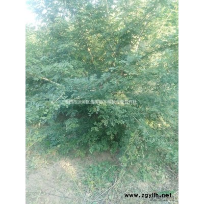 北方丝棉木，国槐,北美海棠,西府海棠，千头椿,牡丹芍药