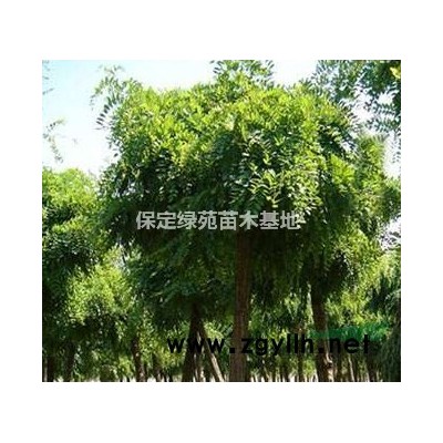 金枝国槐价格/河北金枝国槐基地