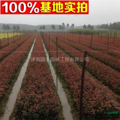 供应白皮松、白皮松苗、白皮松小苗、白皮松工程苗