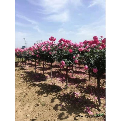 河南18公分栾树 河南19公分栾树 河南20公分栾树批发