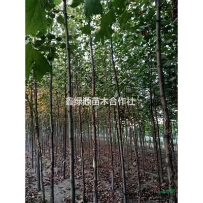 运城绛县供应营养钵营养袋1-5米白皮松