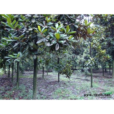 白皮松图片\白皮松报价