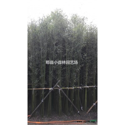 国槐，陕西国槐，槐树