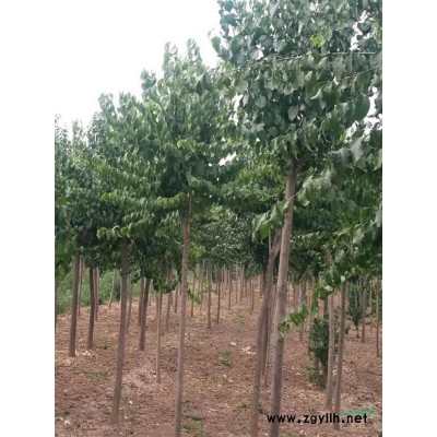 山东国槐新价格新行情，10公分山东国槐多少钱一棵，哪里便宜？