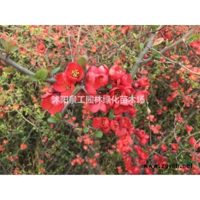 江苏黄金槐价格 黄金国槐基地 金枝槐产地直销