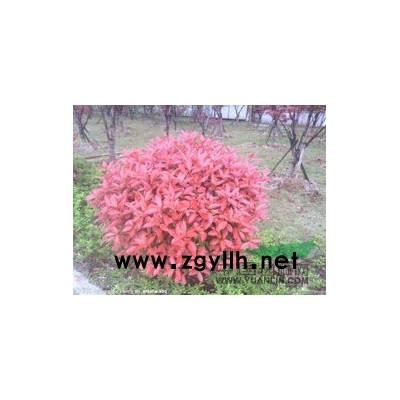 国槐树苗价格，国槐树苗供应，国槐小苗