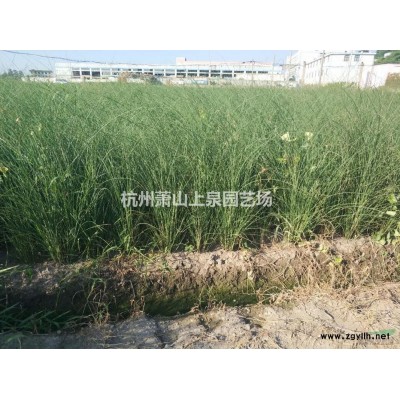 国槐5-15公分工程苗供应