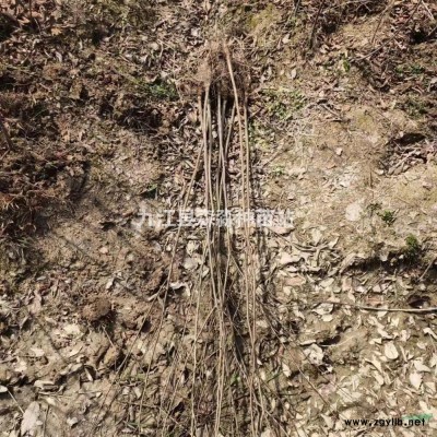 绿化工程苗栾树 黄山栾树基地 栾树小苗批发价格 先淼