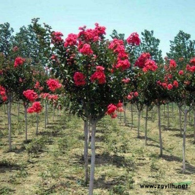 白皮松 洛阳白皮松 精品白皮松