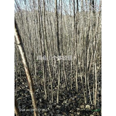 白皮松（50cm---6米）