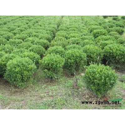 国槐树各种规格