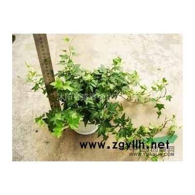 大量供应 白皮松 黑松 健壮挺拔 品种*