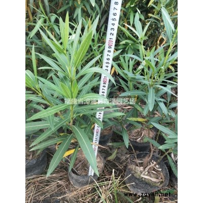 黄山栾树12-15-18分容器苗，漳州基地