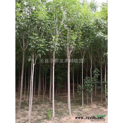 2018年河北国槐7*新报价