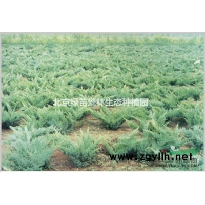 基地长期供应各种规格-白皮松、华山松、油松、云杉、侧柏、水杉