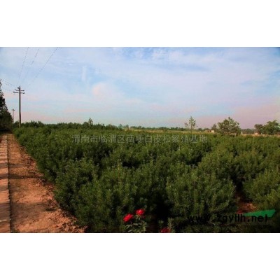 万棵白皮松低价出售