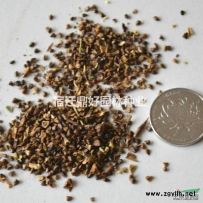 新采收松树种子 白皮松黑松油松马尾松华山松五针松种子