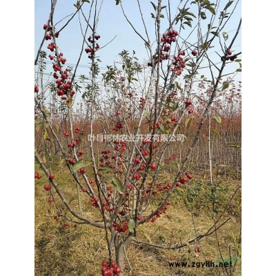 平顶山叶县一苗圃清园啦！国槐、栾树等给钱都卖啦！