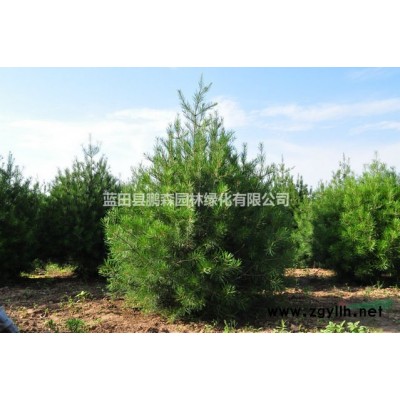 白皮松退林苗一站式直供
