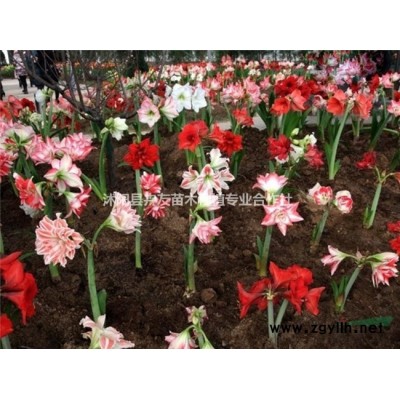 白皮松 白皮松基地供应 江苏货源