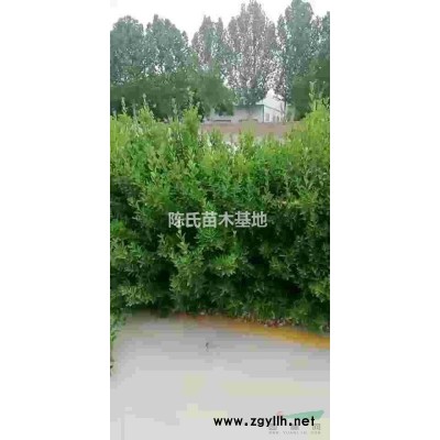 出售各种绿化苗木。大小叶黄杨，卫矛，小檗，国槐等。