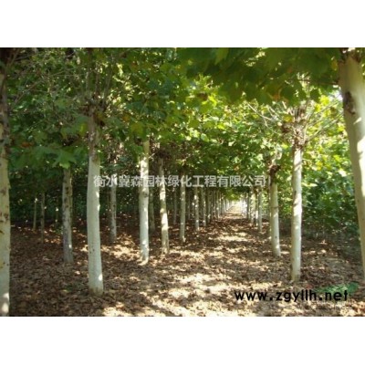 出售8到12公分千头椿、12公分法桐、12公分白蜡、12国槐