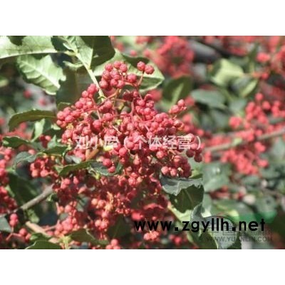 白皮松树苗100公分供应