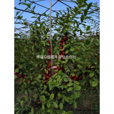 1米白皮松大量低价出售