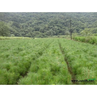 山西白皮松苗木基地，白皮松报价