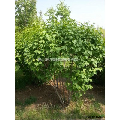 青海供应国槐规格*