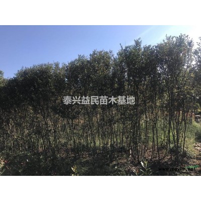 江苏法桐/白蜡/国槐/枫香/桂花/朴树/栾树批发/供应