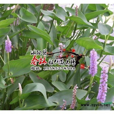 林木松柏树种子 松树种子 黑松种子 白皮松种子 华山松种子图3