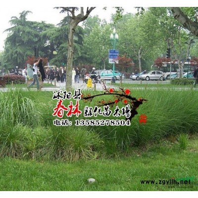 林木松柏树种子 松树种子 黑松种子 白皮松种子 华山松种子图2