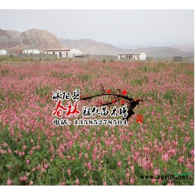 林木松柏树种子 松树种子 黑松种子 白皮松种子 华山松种子图1