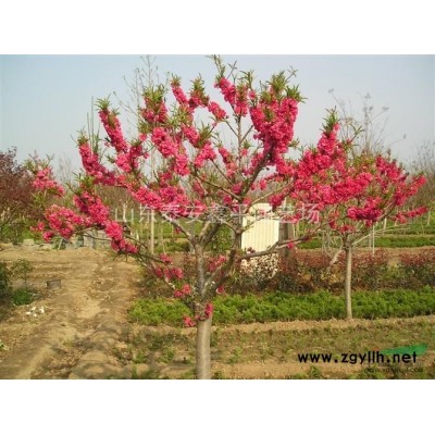 供应优质白皮松，雪松，华山松，油松常绿类苗木