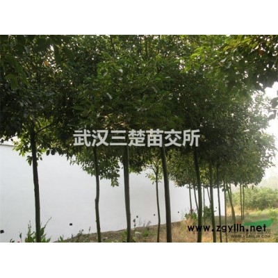 三楚苗交所供应白皮松苗