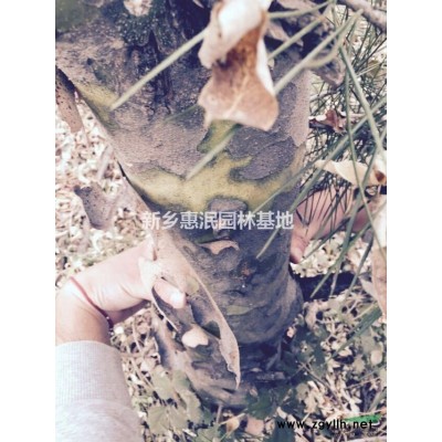 河南省白皮松园林