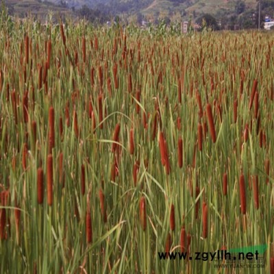 江苏宿迁二盼园林绿化供应国槐，嫁接国槐，金叶国槐，金枝国槐，