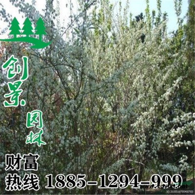 18公分国槐怎么卖--行情